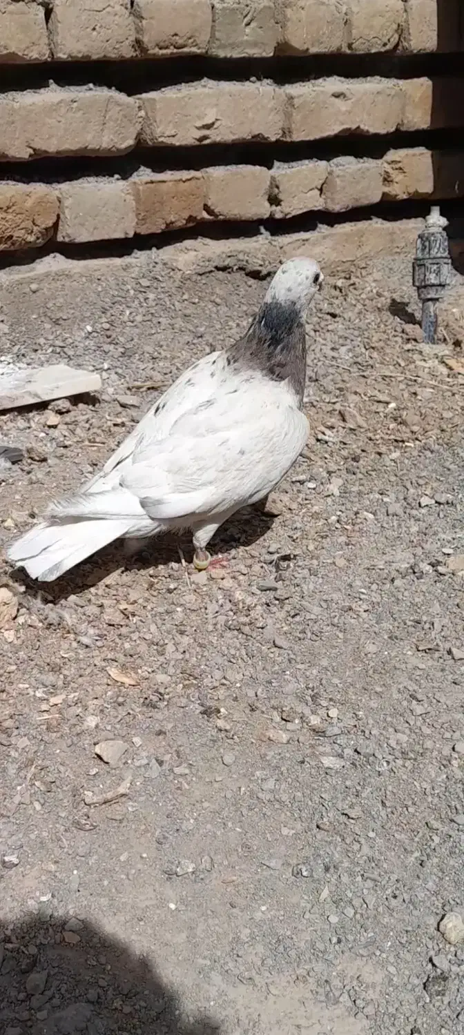 ماده کله هما|پرنده|تربتحیدریه, کلاته توکلی|دیوار