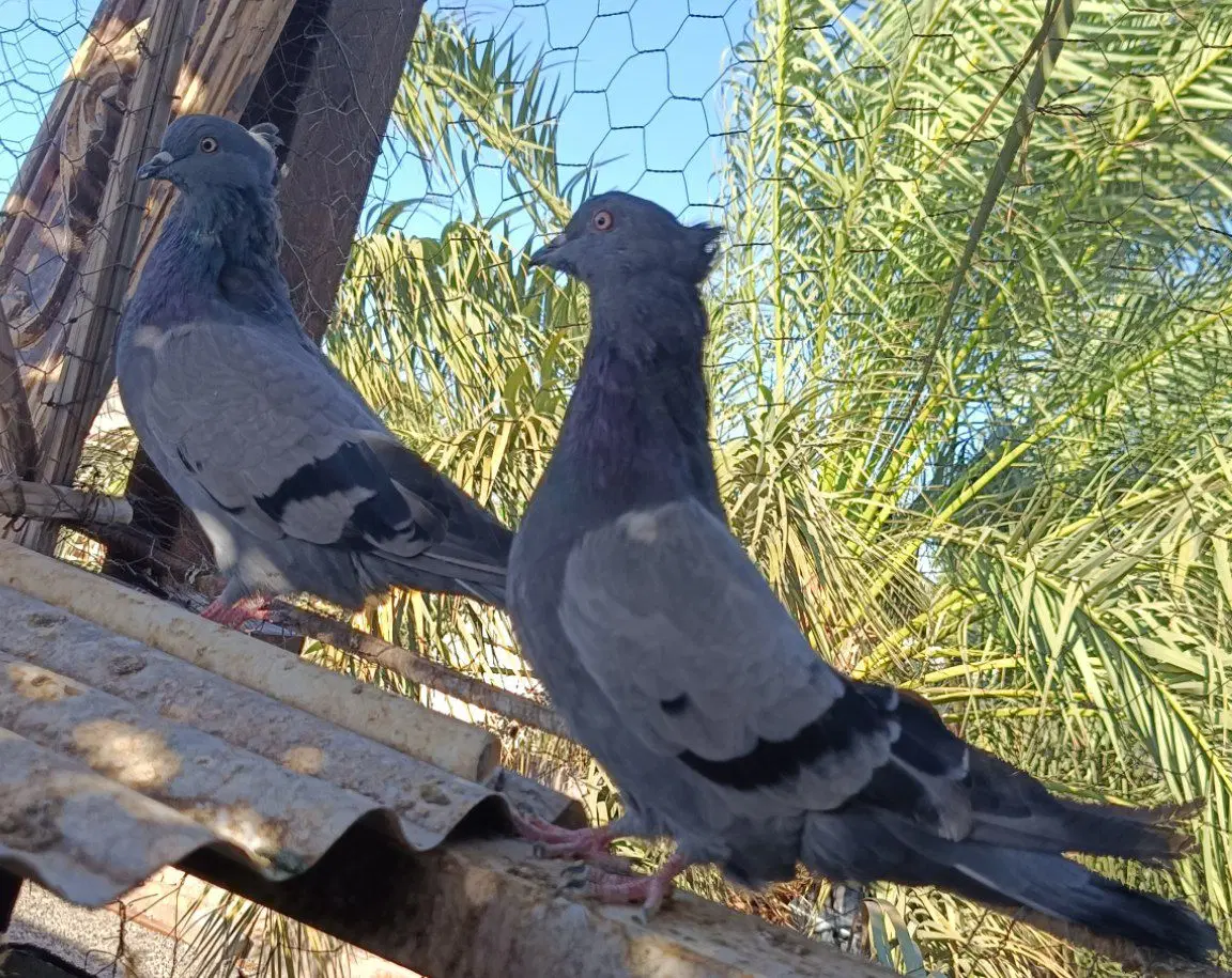 پرنده|پرنده|بم, |دیوار