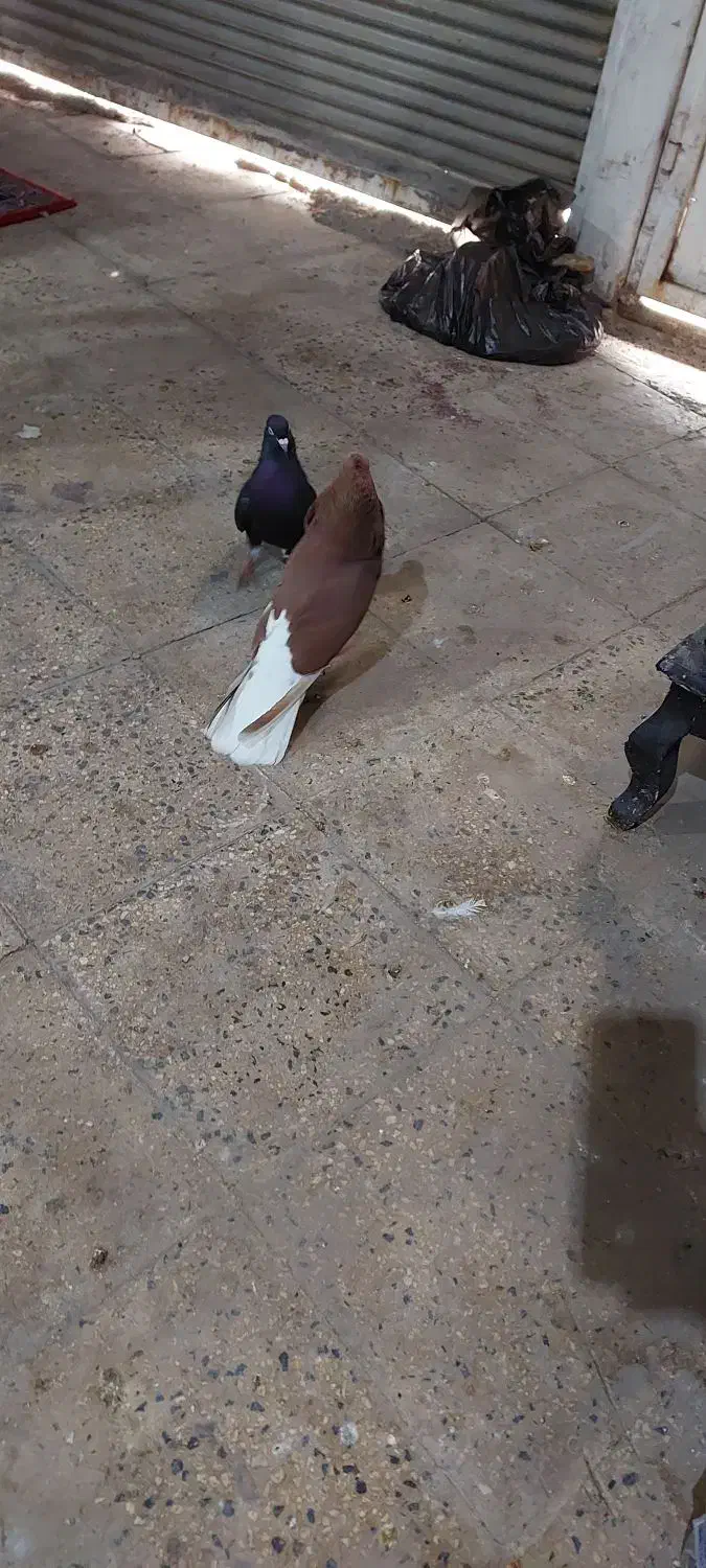 حیوون رنگی|پرنده|رباط‌کریم, وهن آباد|دیوار