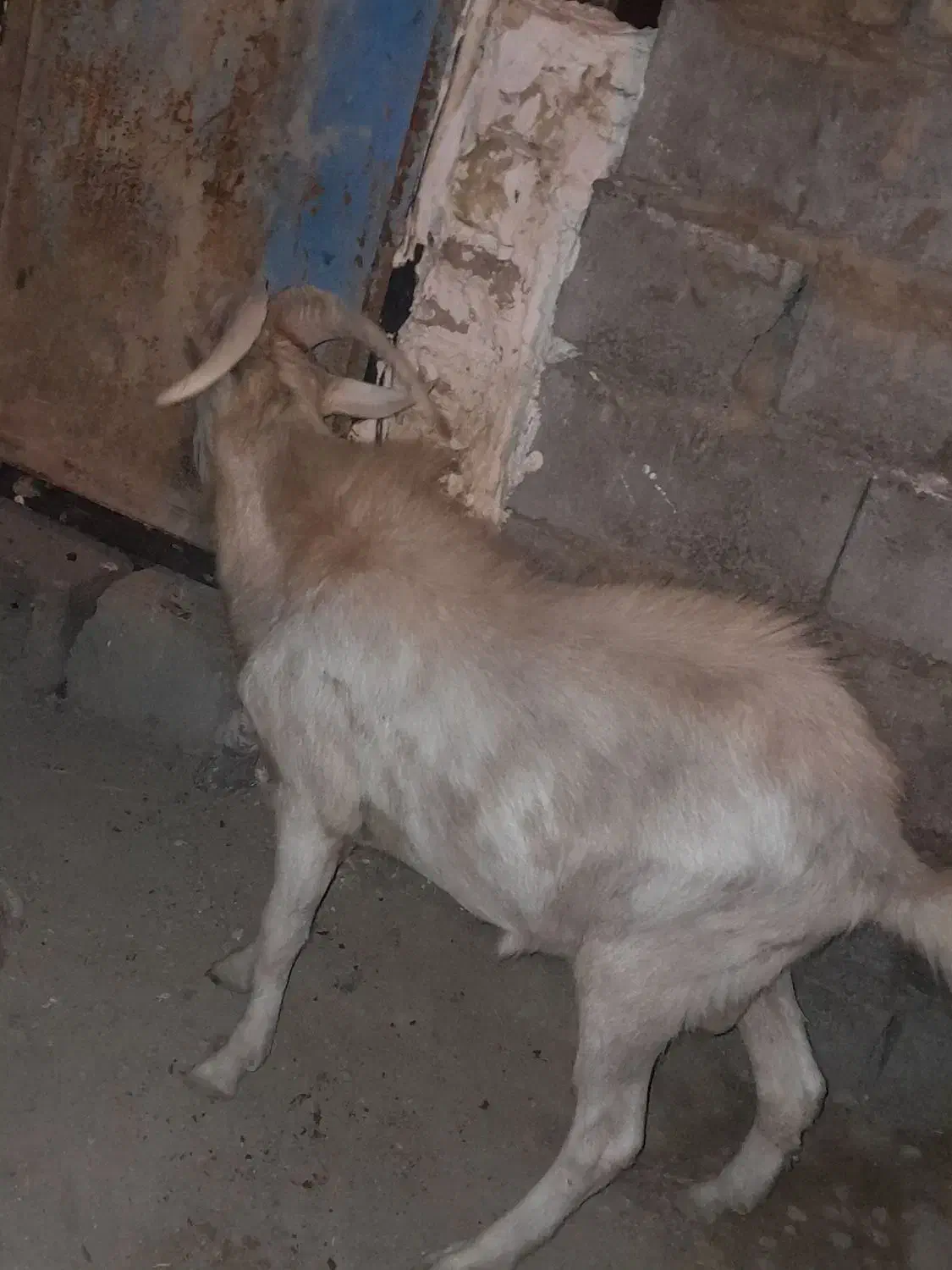 بز سانن نر|حیوانات مزرعه|هیرمند, |دیوار