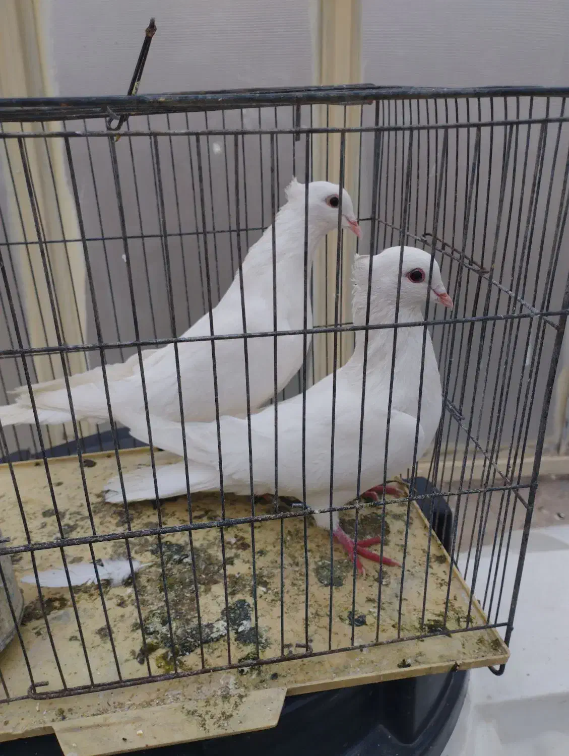 کبوتر کشیده خوش استایل|پرنده|ایذه, |دیوار