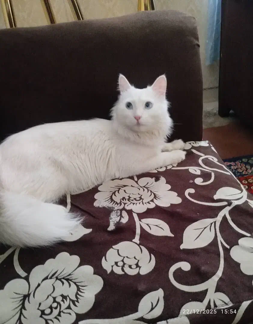 فروش|گربه|مراغه, |دیوار