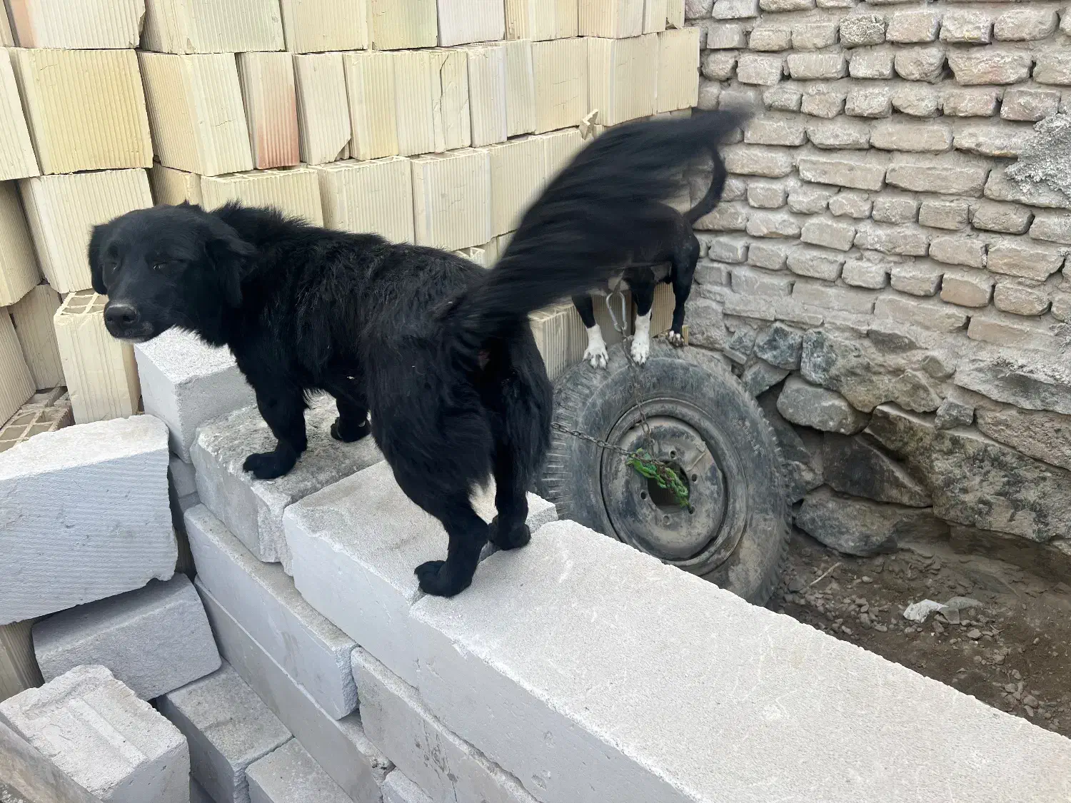 فروش سگ نر و ماده پاکوتاه|سگ|مشهد, نوید|دیوار