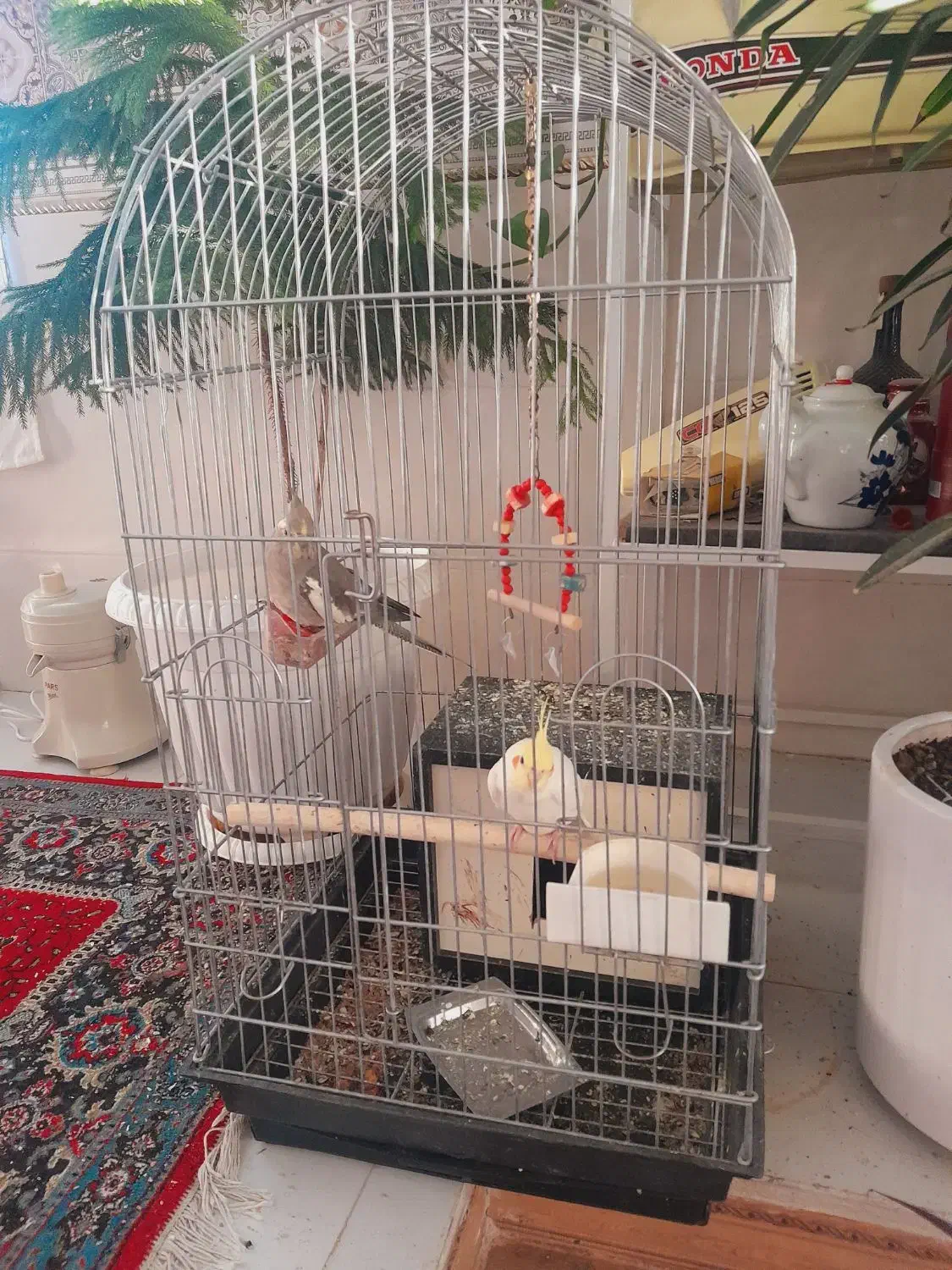 یک جفت عروس هلندی|پرنده|مراغه, |دیوار