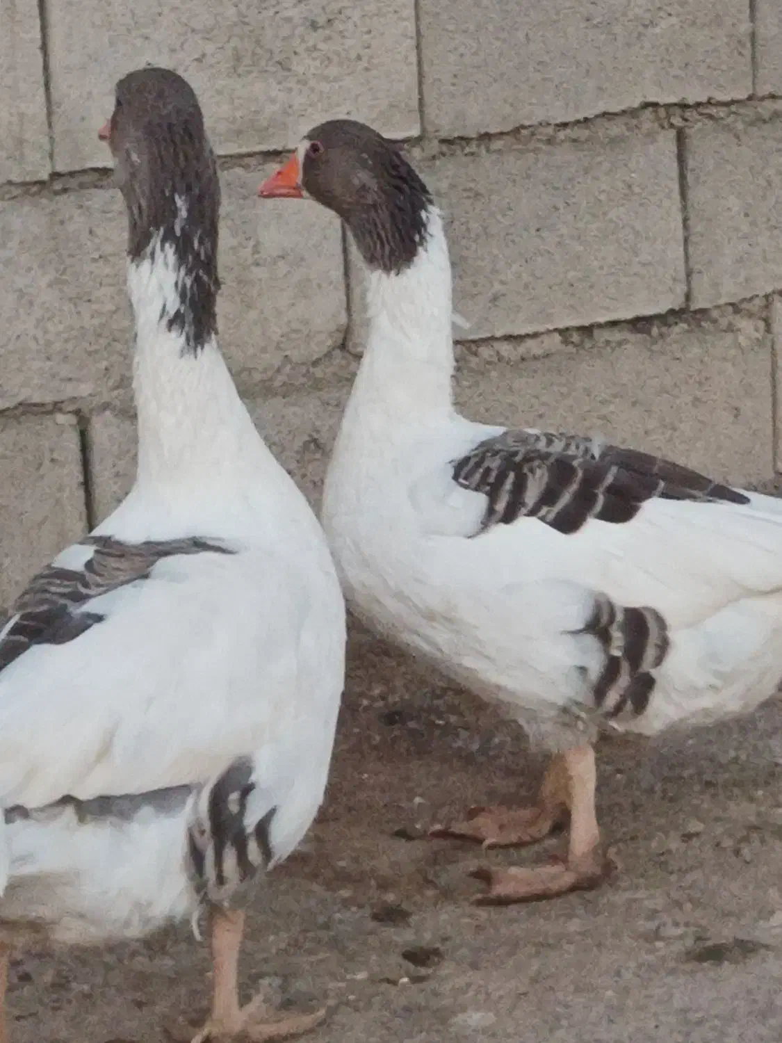 غازمحلی|حیوانات مزرعه|یاسوج, |دیوار