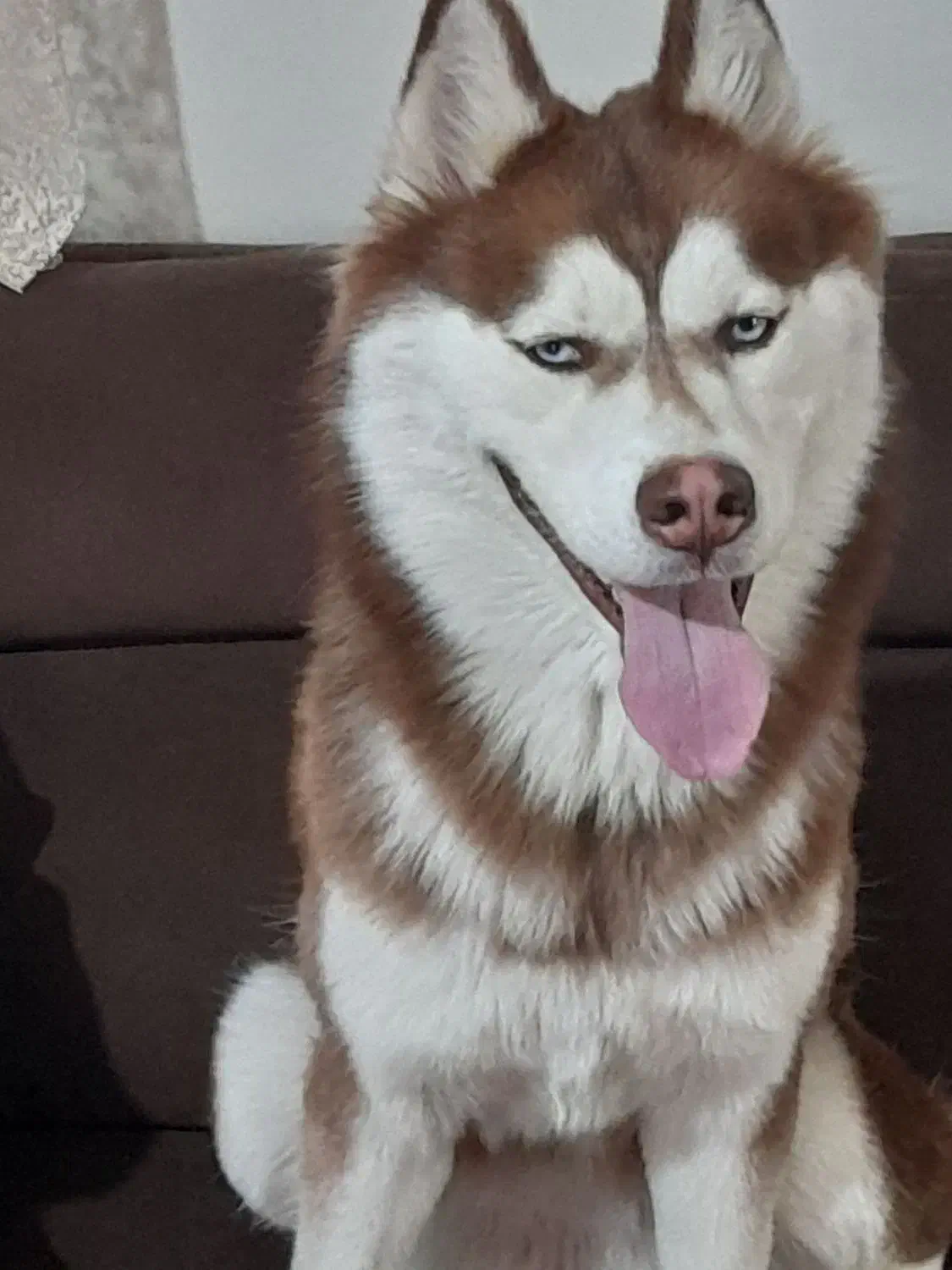 هاسکی خوشگل|سگ|مشهد, رسالت|دیوار