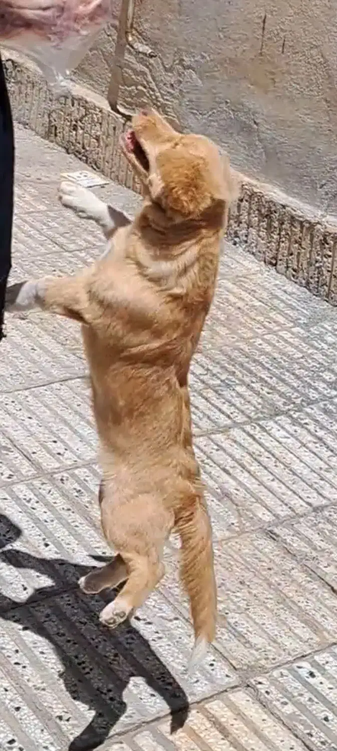 سگ پا کوتاه خیلی با ادب|سگ|سبزوار, هویزه|دیوار