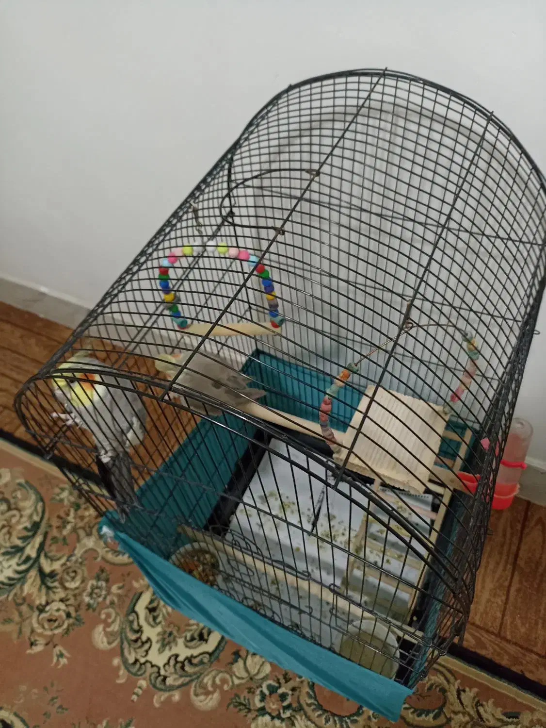 عروس هلندی|پرنده|محمدشهر, محمدشهر|دیوار