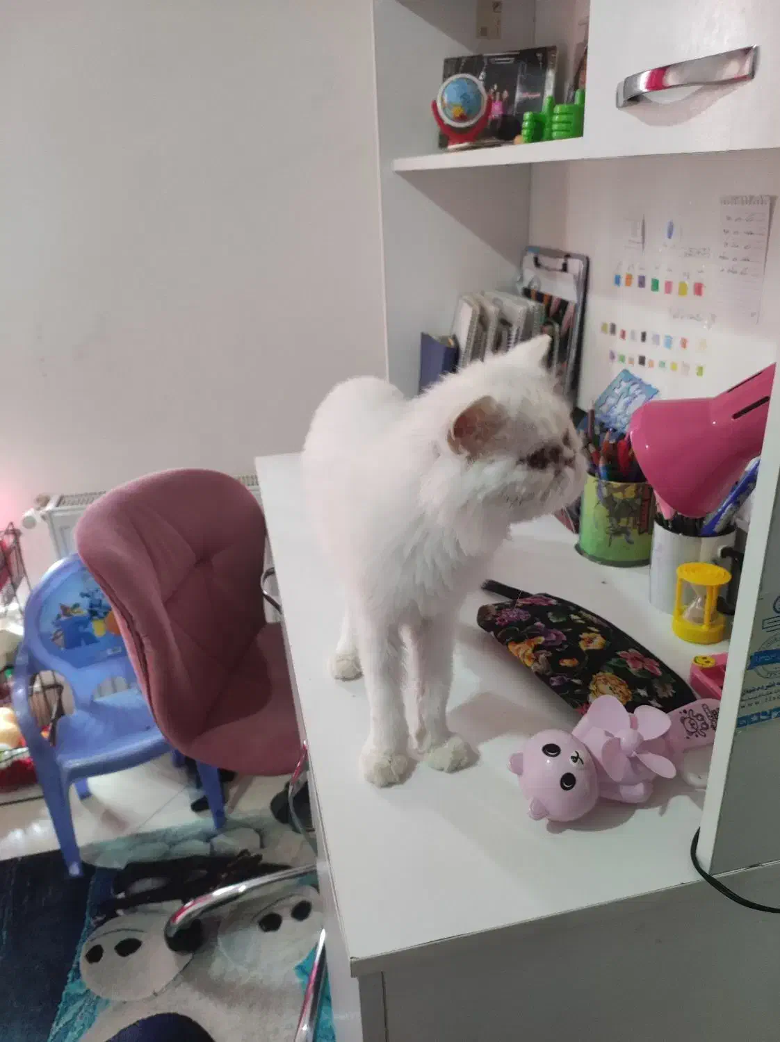 پرشین ماده|گربه|پرند, فاز ۶|دیوار