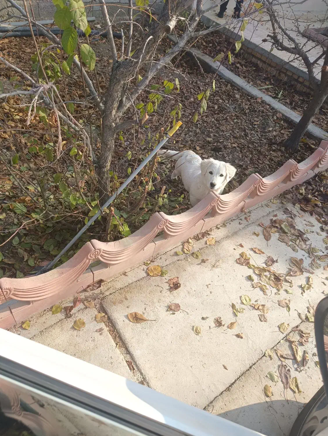 سگ پاکوتاه با نژاد اصل|سگ|ارومیه, |دیوار