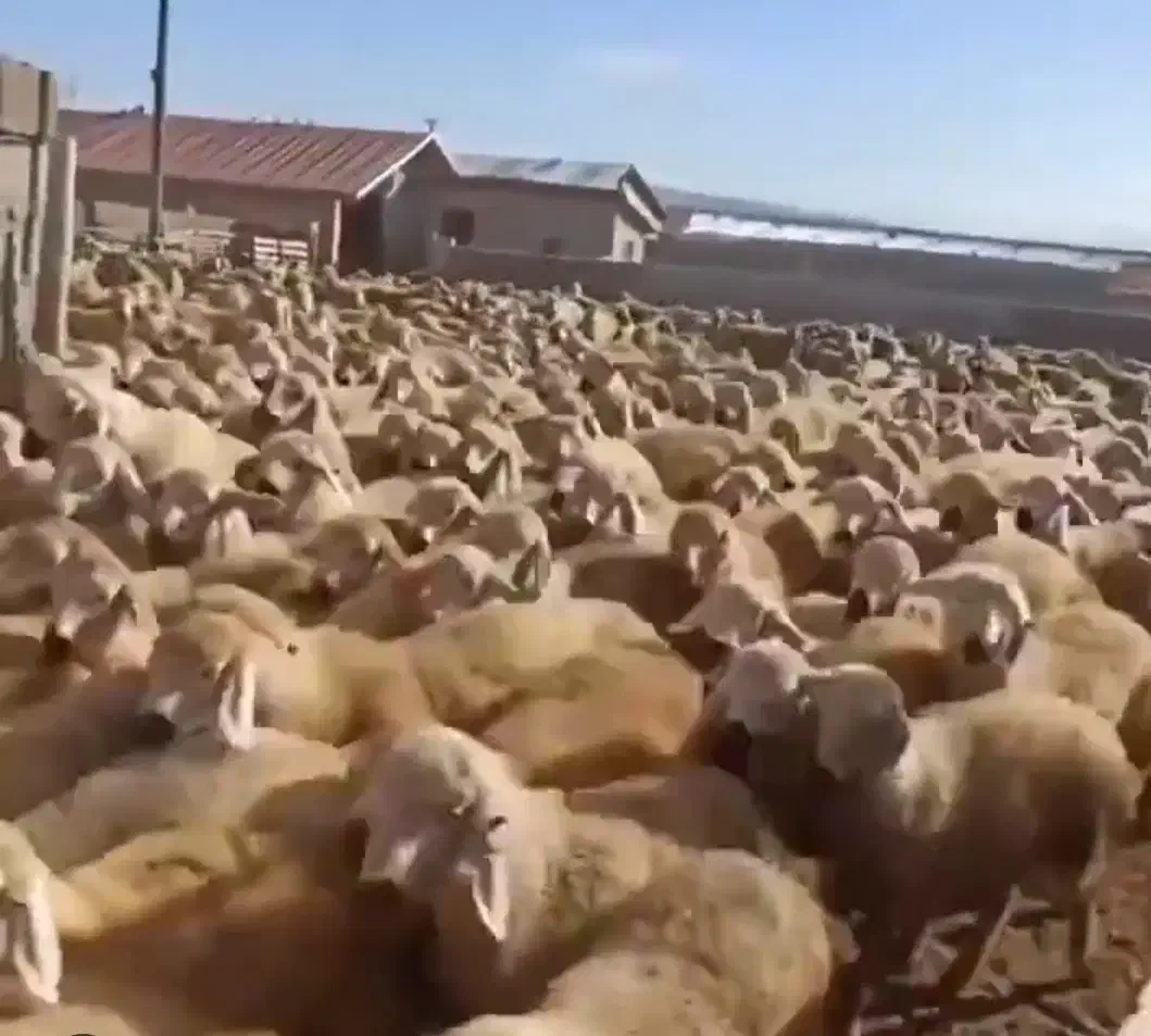 گوسفند بزغاله شیشک بره قوچ غیره فروشی|حیوانات مزرعه|شاهین‌شهر, شهرک هشت بهشت|دیوار