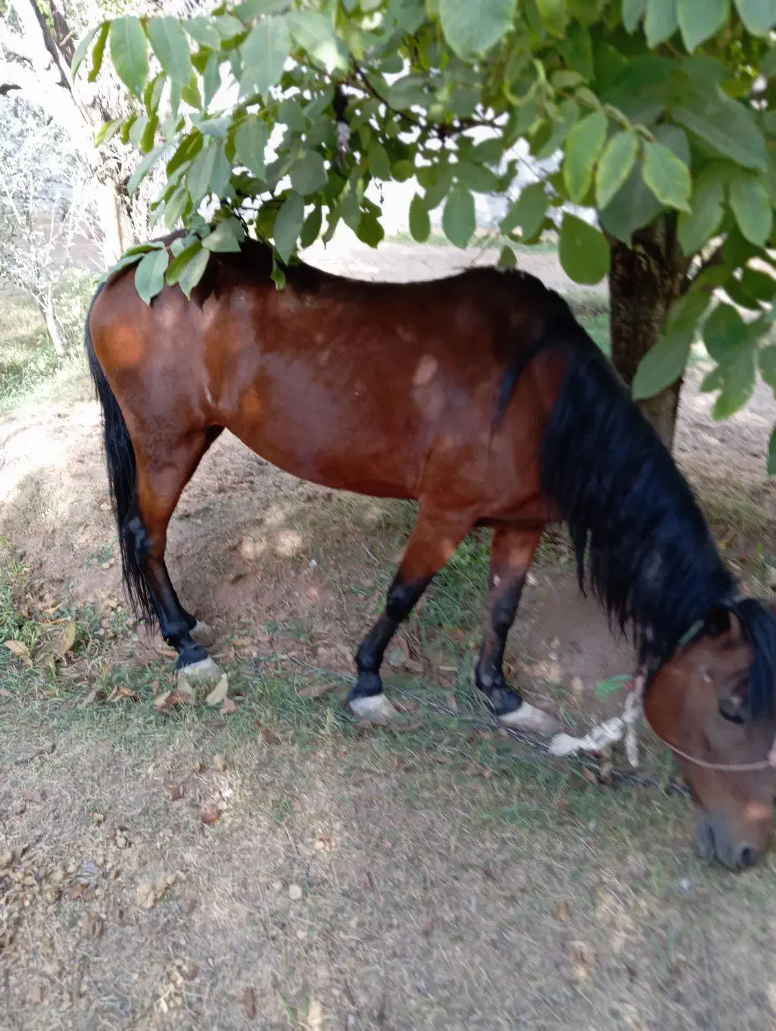 اسب مادیون کردی|اسب و تجهیزات اسب‌سواری|دماوند, دماوند|دیوار