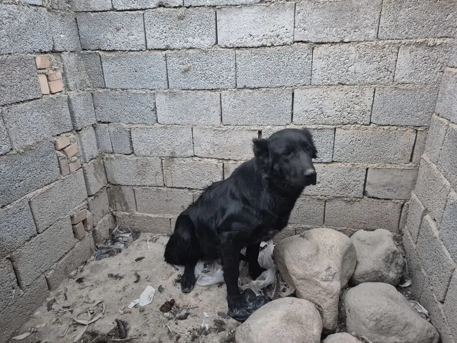 واگزاری سگ سرابی ماده|سگ|صوفیان, |دیوار