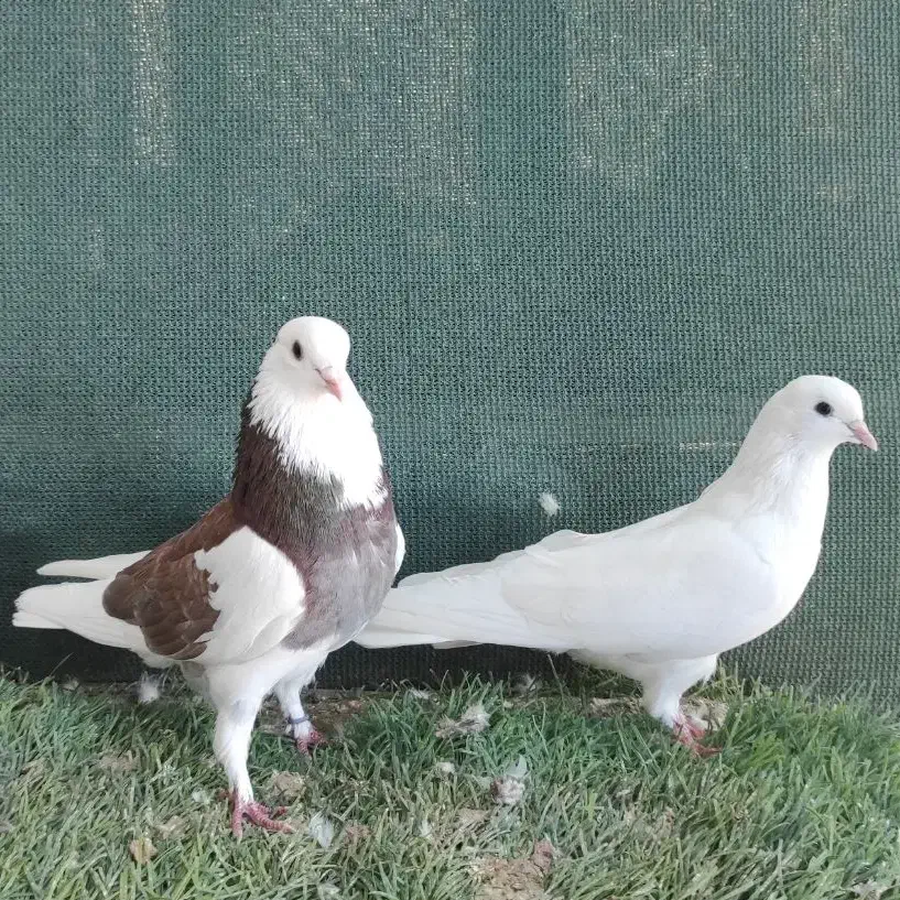 کفتر پرشی|پرنده|قشم, |دیوار