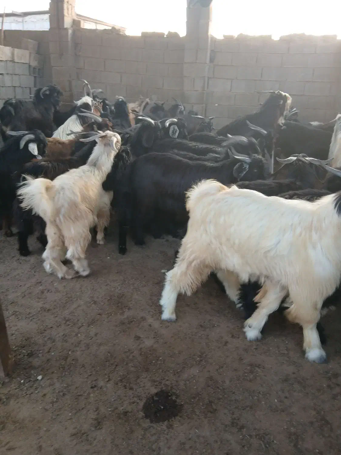 سلام کهره نر پروار چاق|حیوانات مزرعه|سعدآباد, |دیوار