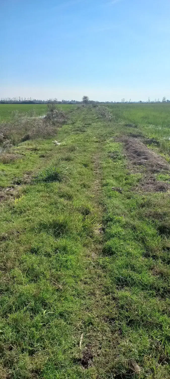 فروش زمین زراعی ۲۸۰۰متری لنگرود روستای ارباستان|فروش زمین و ملک کلنگی|رودبنه, |دیوار