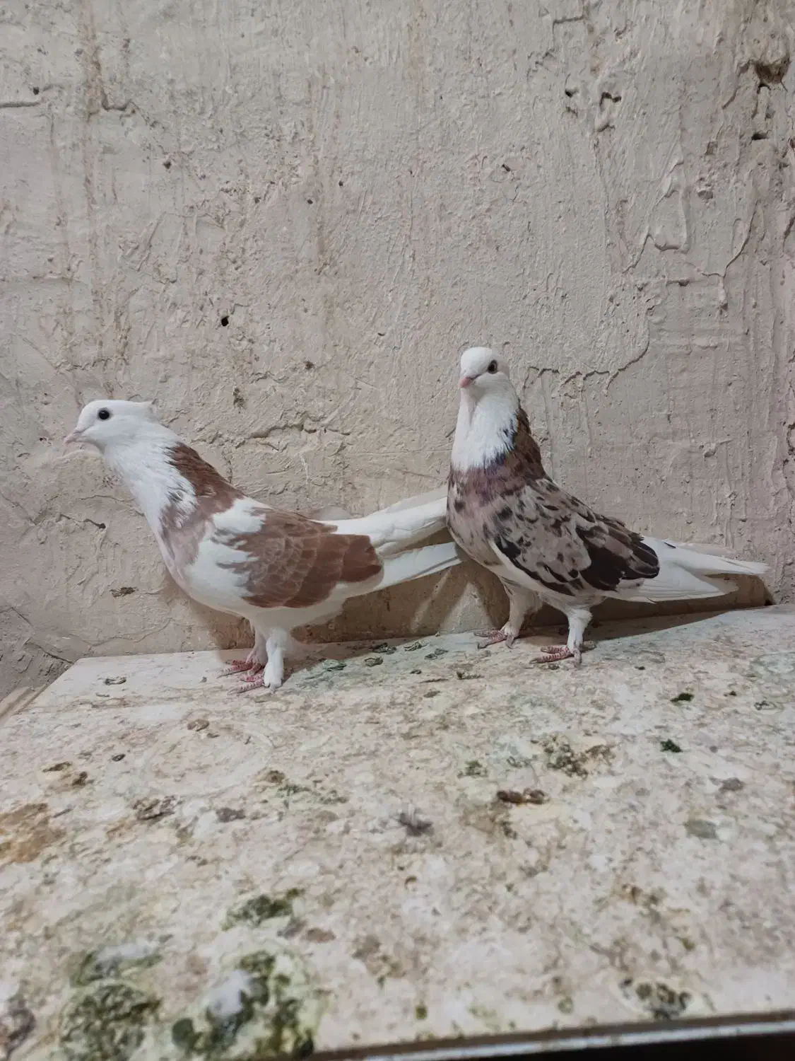 کبوتر کفتر سه جفت|پرنده|نسیم‌شهر, |دیوار