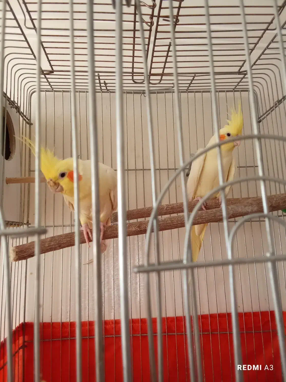 عروس هلندی لوتینو جفت نر وماده|پرنده|فردوسیه, |دیوار