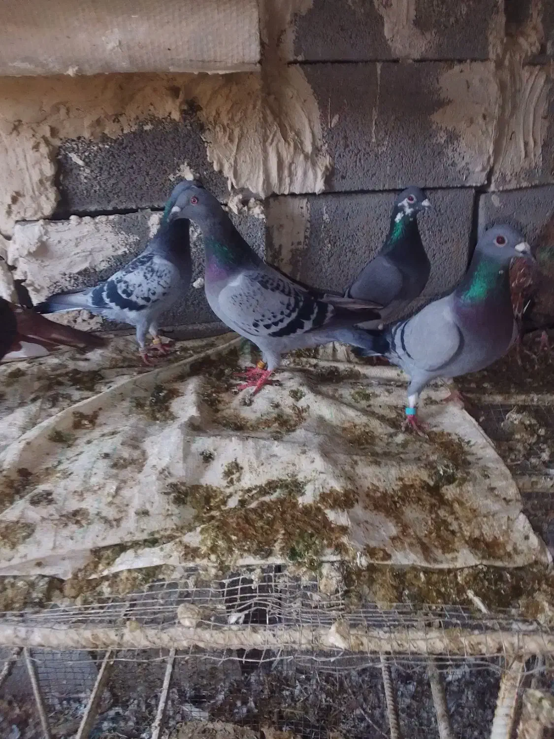 کبوتر خون خالص|پرنده|باغ ملک, |دیوار