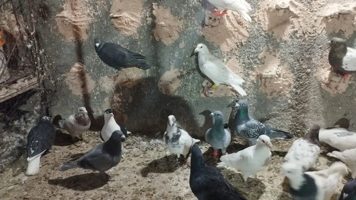 کفتر پرشی به شرط|پرنده|عطاملک, |دیوار