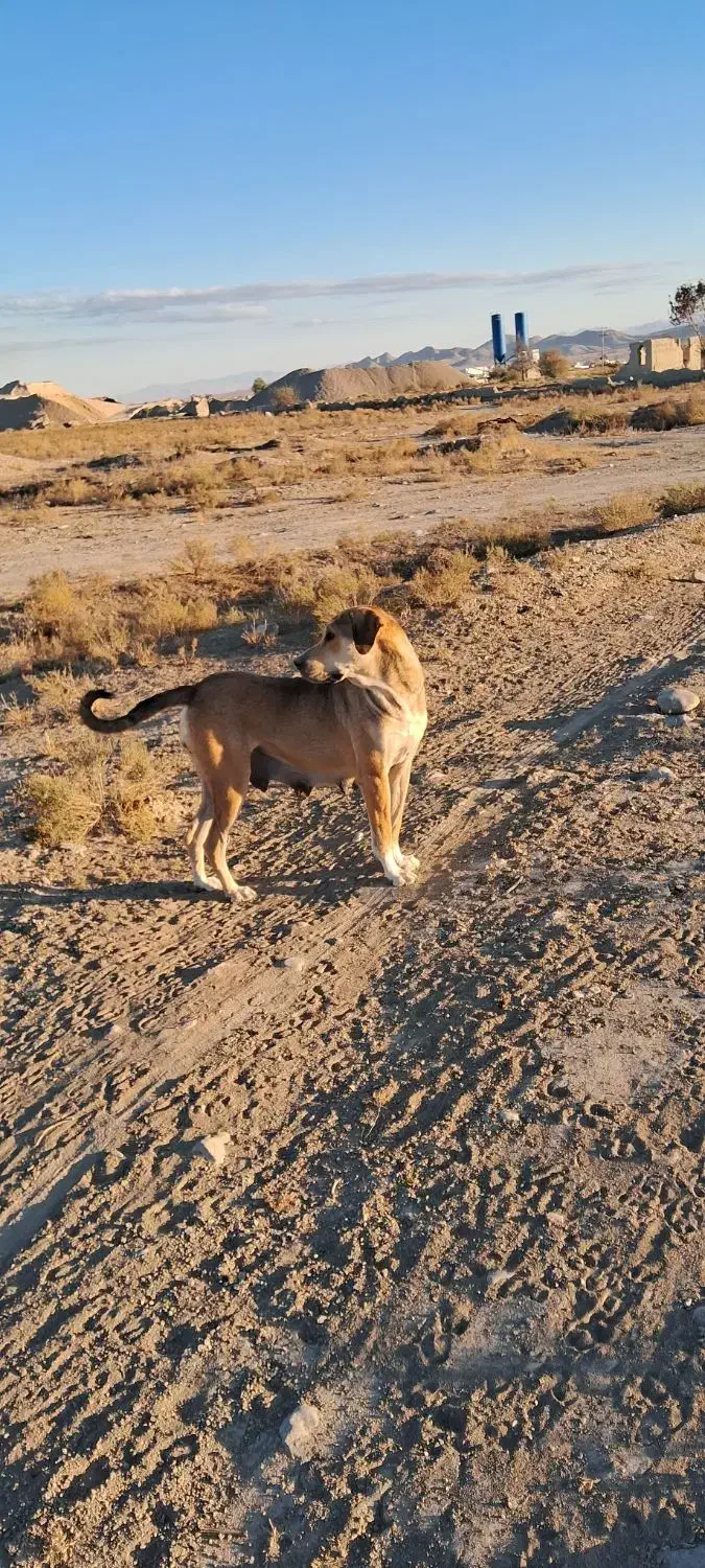 سگ سرابی|سگ|شیروان (خراسان), |دیوار