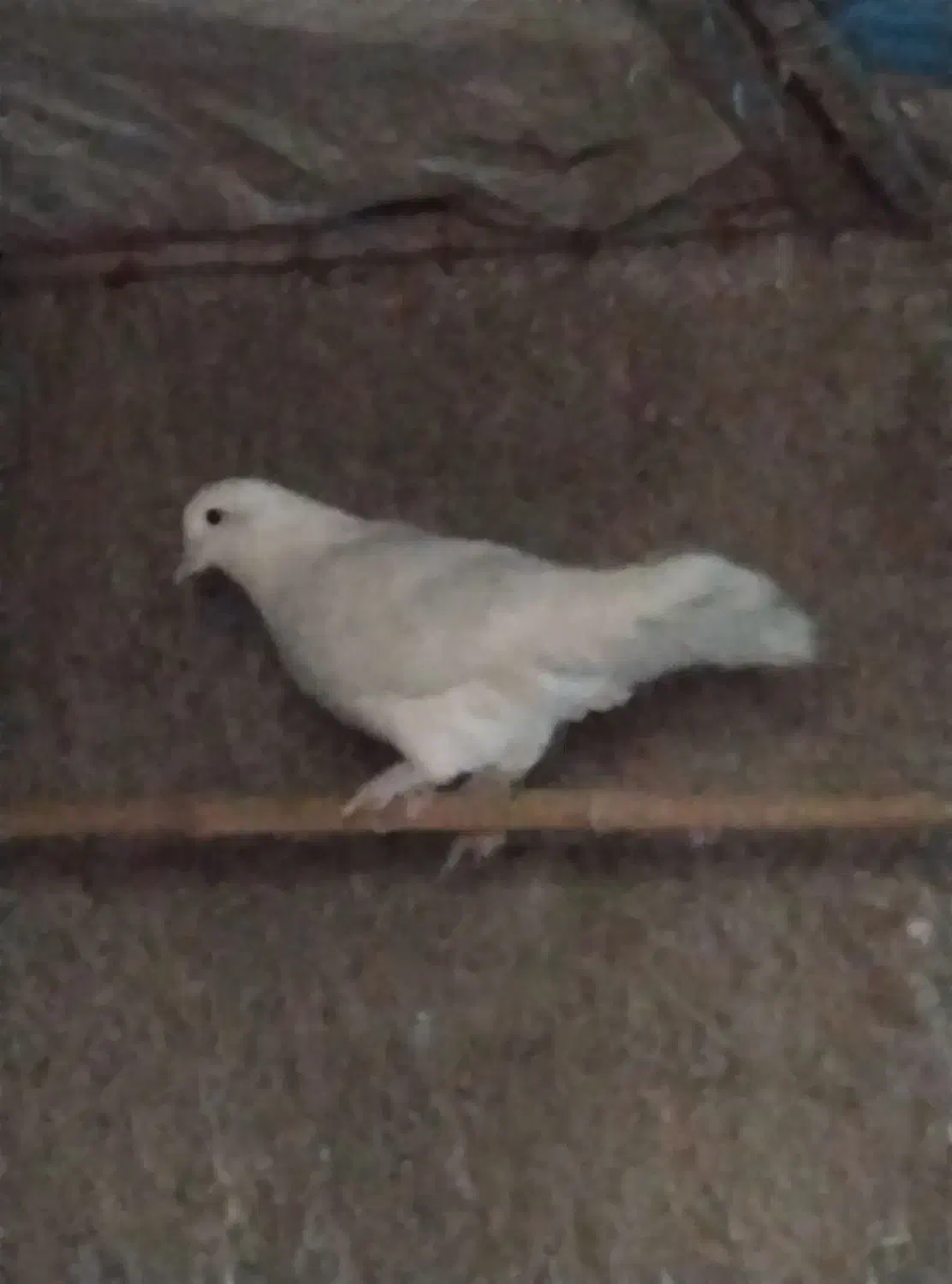 کفتر|پرنده|اشتهارد, |دیوار