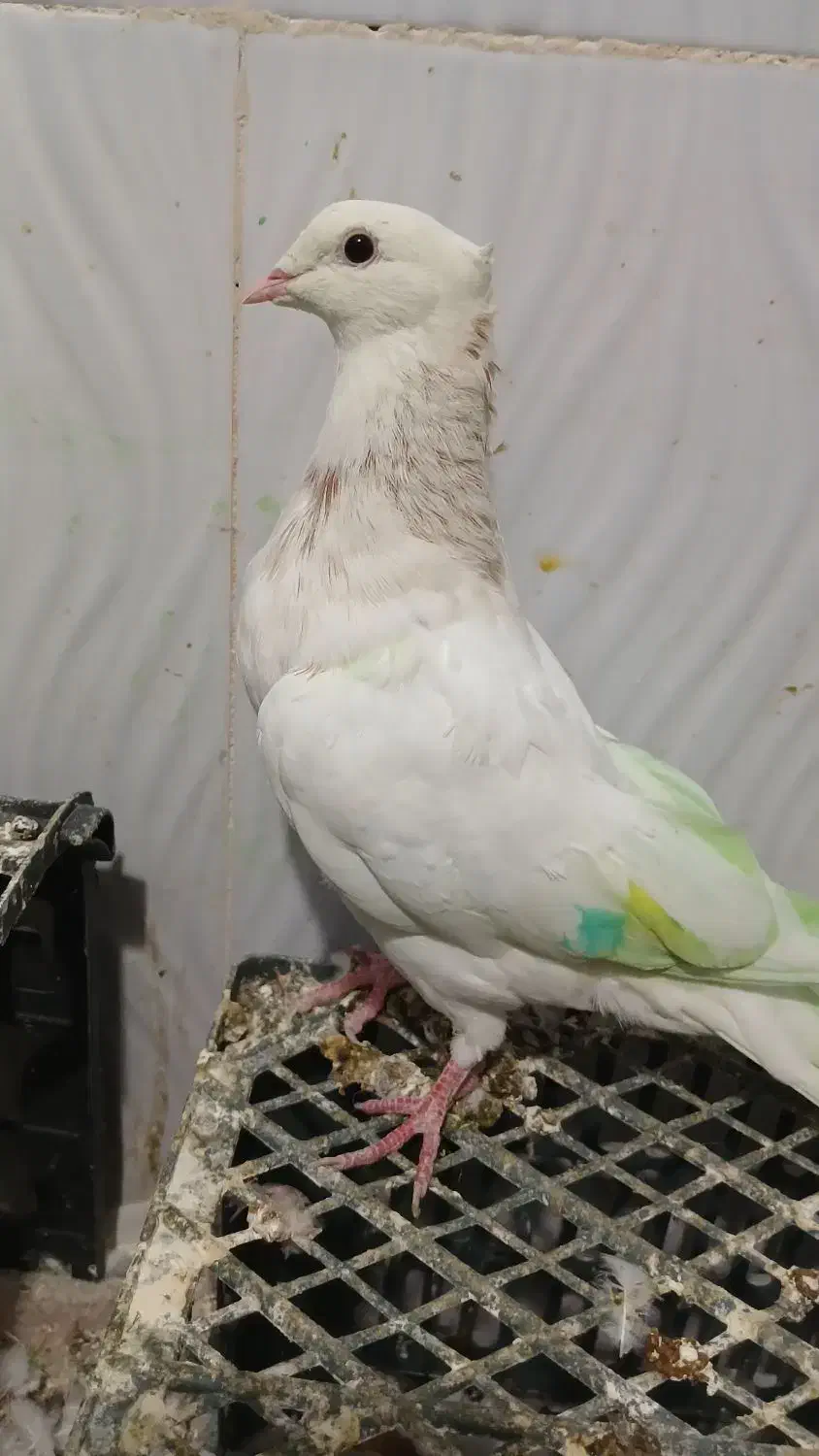 طوقی|پرنده|یاسوج, |دیوار