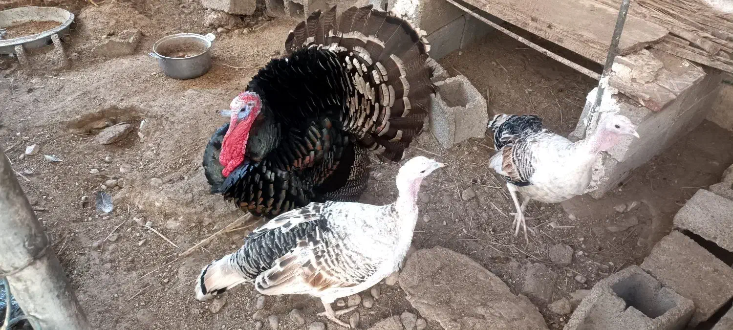 تخم بوقلمون نطفه دار|حیوانات مزرعه|خورموج, |دیوار