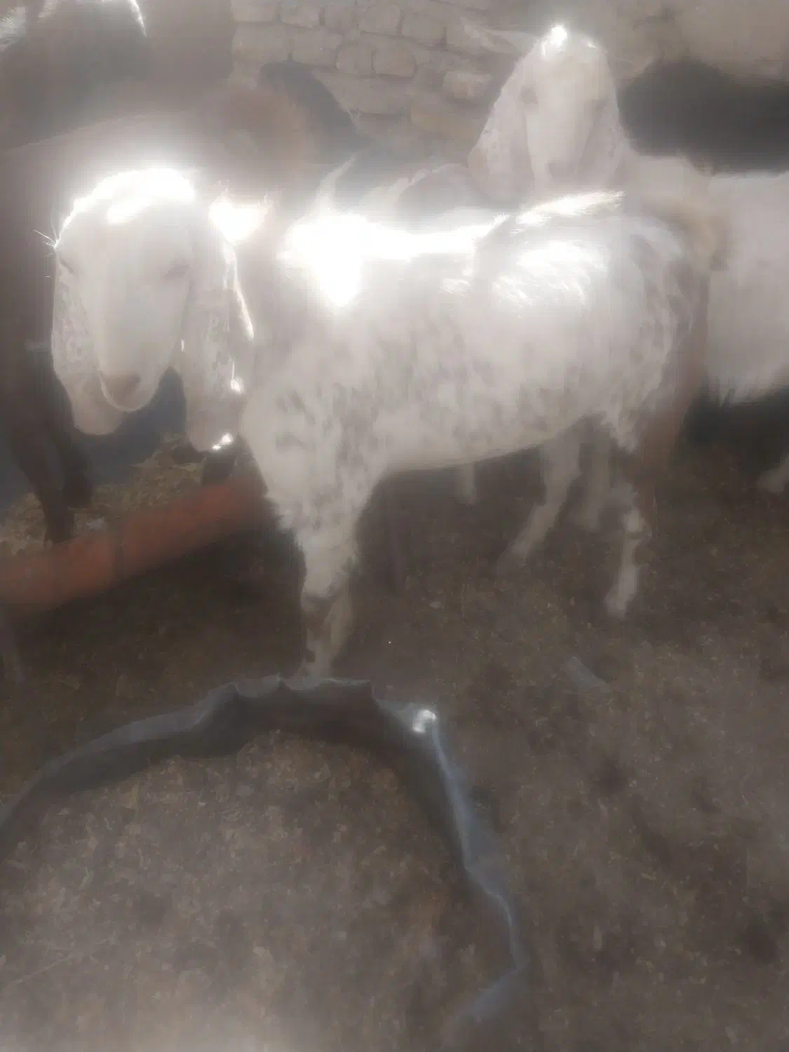 با سلام دو عدد گوسفند نر و چاق|حیوانات مزرعه|گلباف, |دیوار