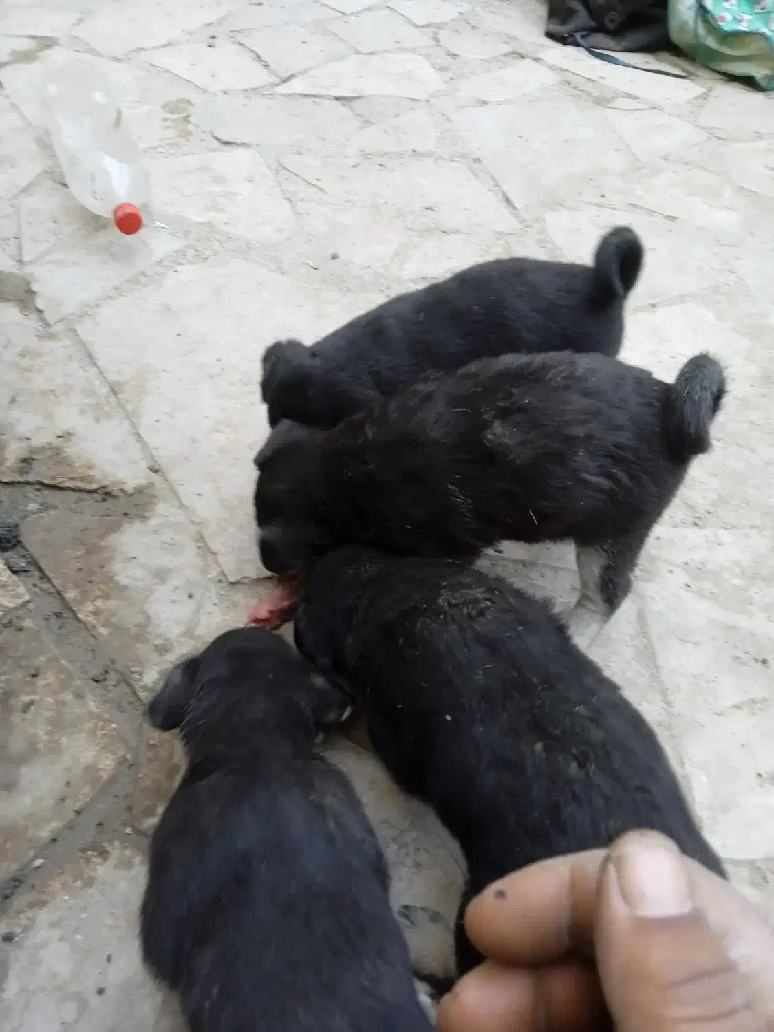 سگ پاپی نگهبان|سگ|مشهد, میان ولایت|دیوار