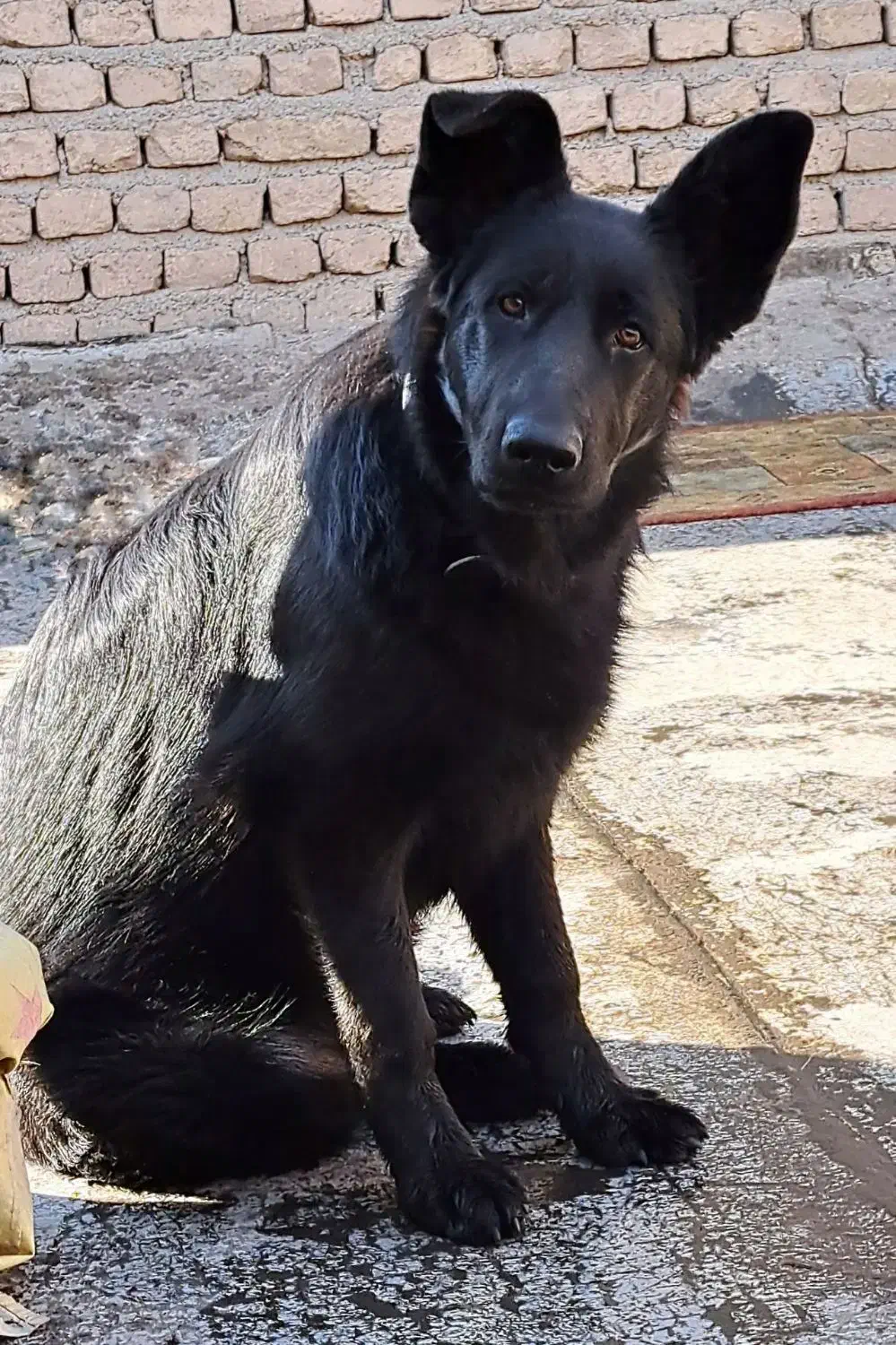 ژرمن بلک|سگ|صباشهر, |دیوار