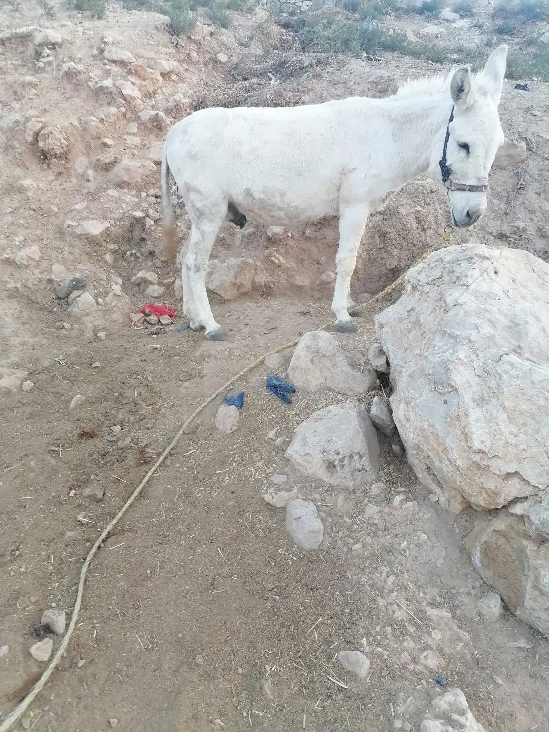 آدرس بابا میدان انجیره|حیوانات مزرعه|رستم, |دیوار