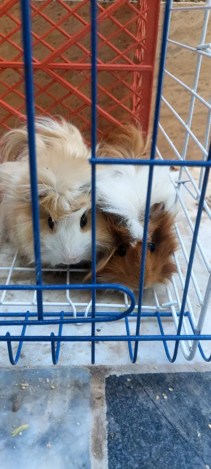 فروش همستر|موش و خرگوش|بیرجند, |دیوار