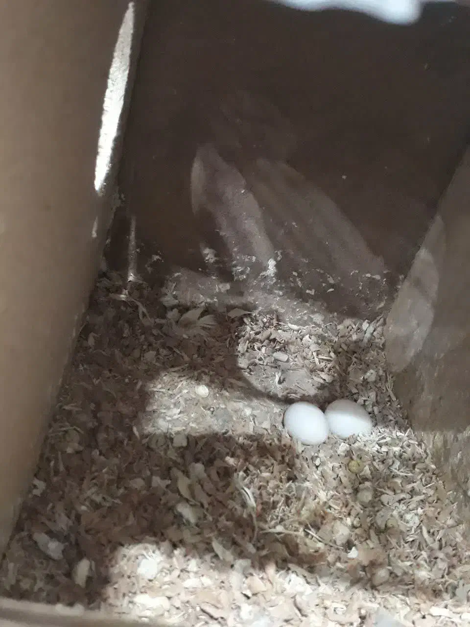 عروس هلندی مولد|پرنده|محمدشهر, محمدشهر|دیوار