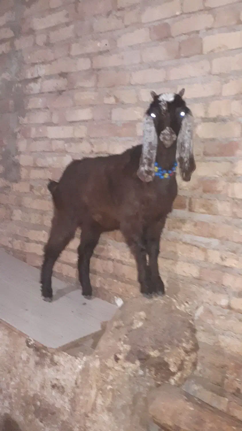 یک‌عدد‌بزعاله‌پاکستان|حیوانات مزرعه|اهر, |دیوار