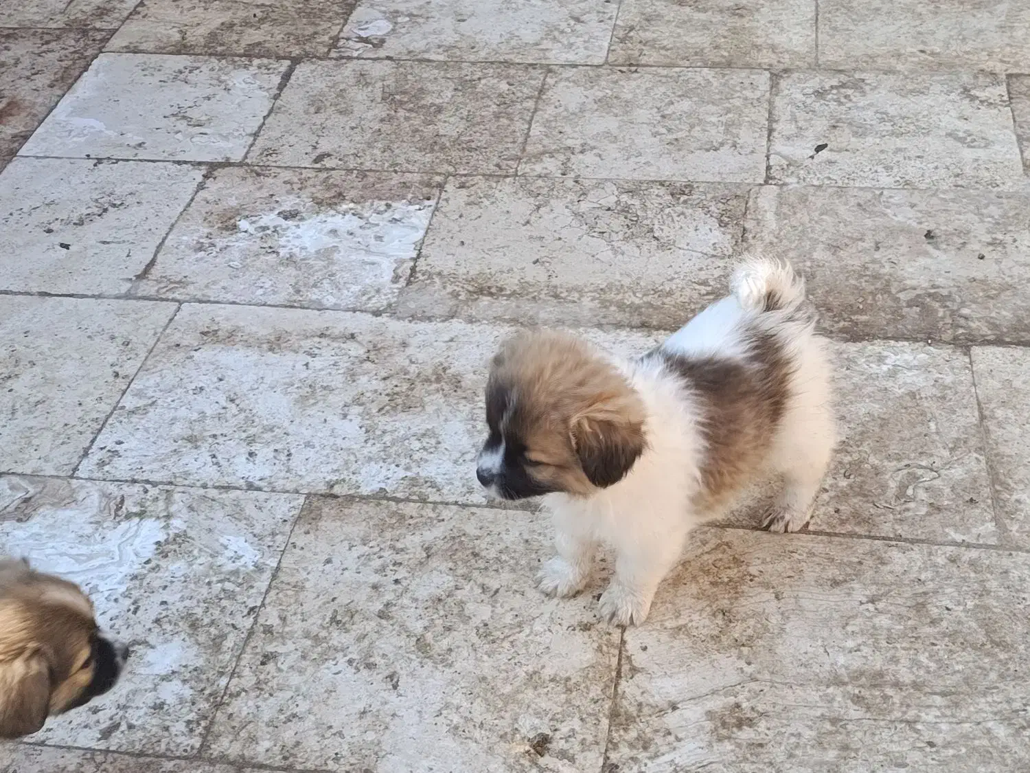 واگزاری الکسی|سگ|قم, سالاریه|دیوار