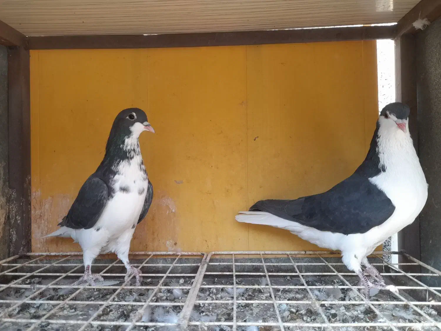 دو جفت کبوتر شهری ابپخش|پرنده|بوشهر, |دیوار