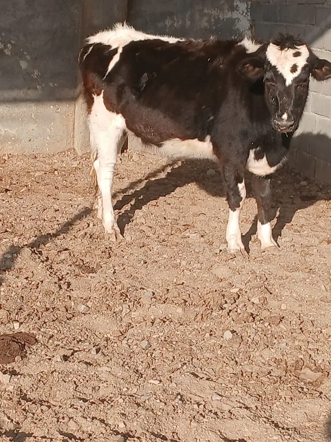 تلیسه|حیوانات مزرعه|تربت جام, میان جام|دیوار