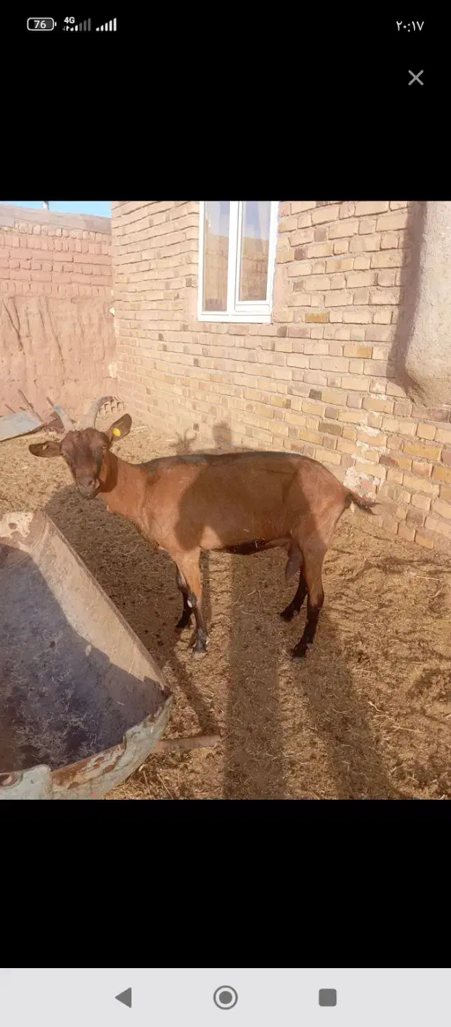 بز آلپاین اصل پرشیر|حیوانات مزرعه|سلامی, |دیوار