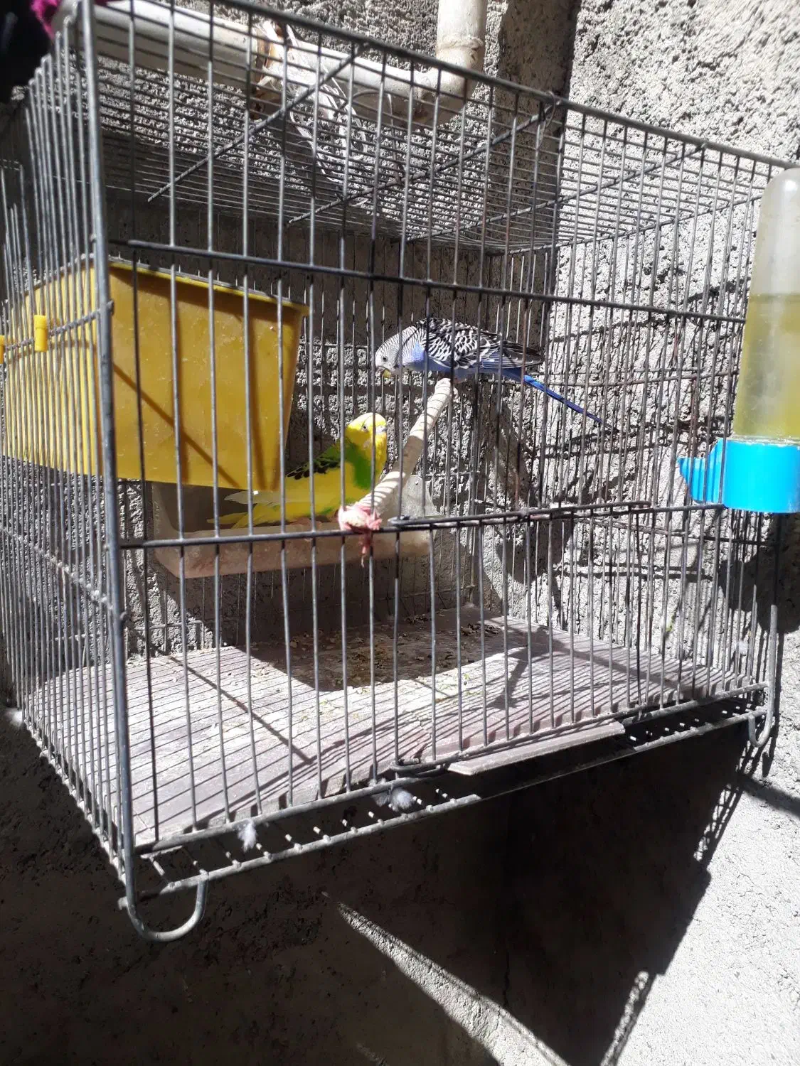 سلام دوعددمرغ عشق|پرنده|کرمانشاه, |دیوار