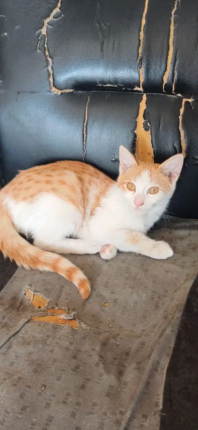 گربه حرف گوش کن مودب واکسینه شده|گربه|عسلویه, |دیوار