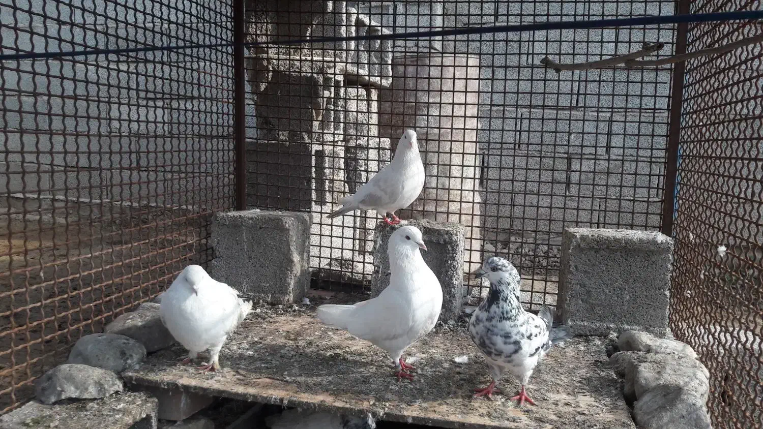 فروش تعداد ی کبو تر|پرنده|انبارآلوم, |دیوار