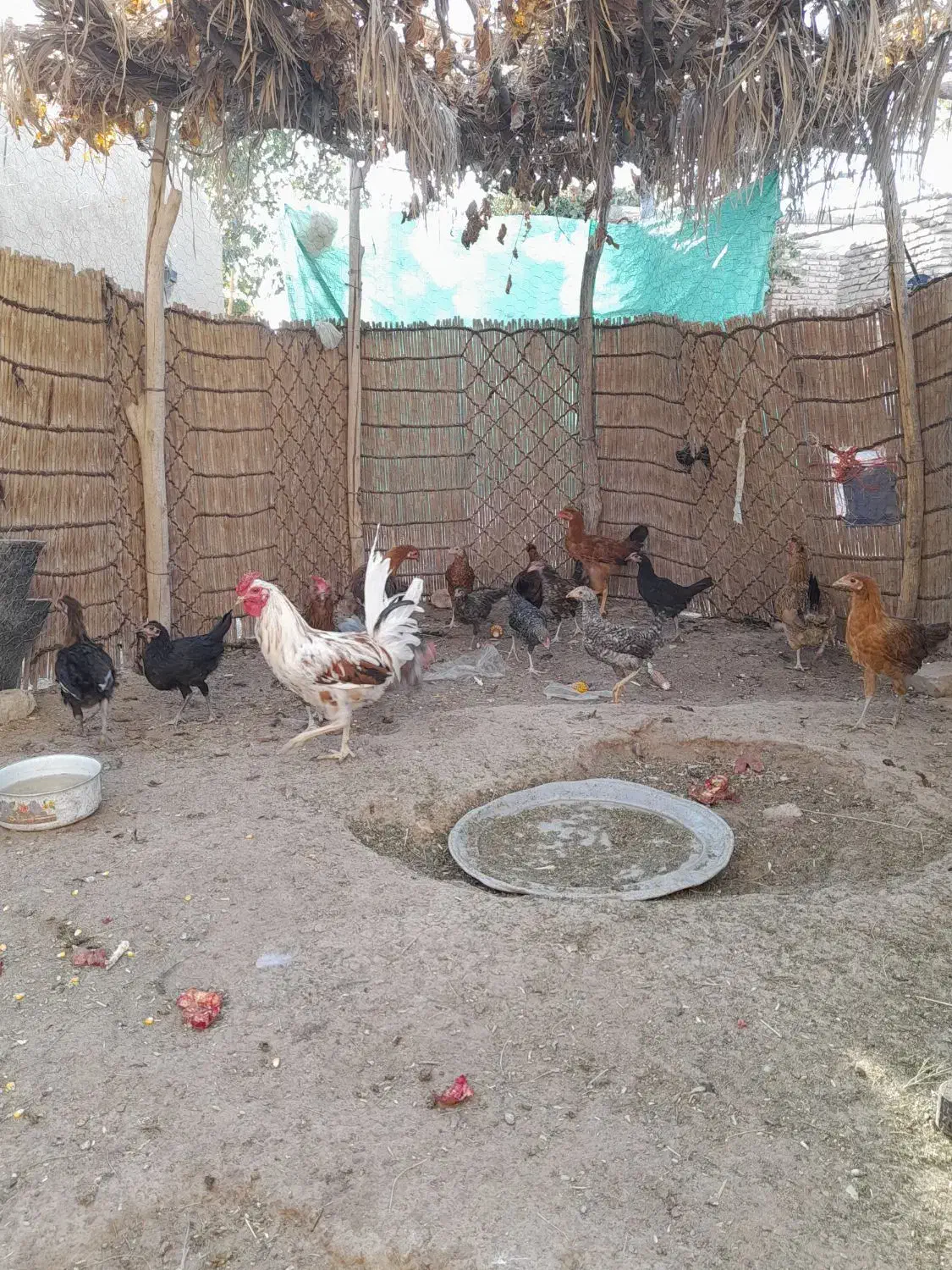 فروش تعدادی جوجه ومرغ و خروس|حیوانات مزرعه|بافت, |دیوار