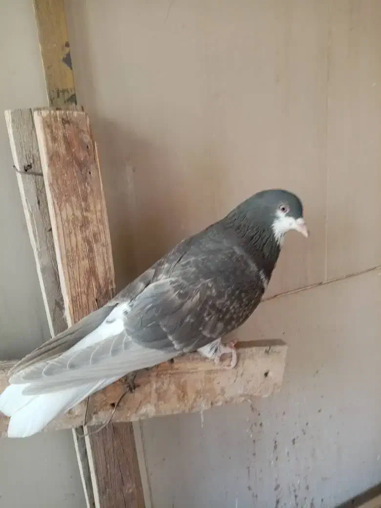 ماده خوشرنگ|پرنده|شاهین‌شهر, شهرک پردیس|دیوار