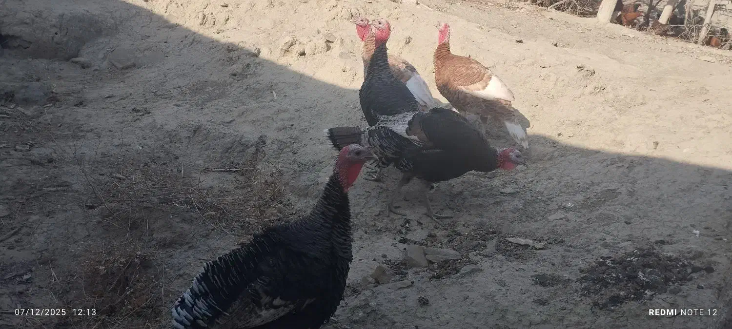 بوقلمون خروس|حیوانات مزرعه|بجنورد, |دیوار