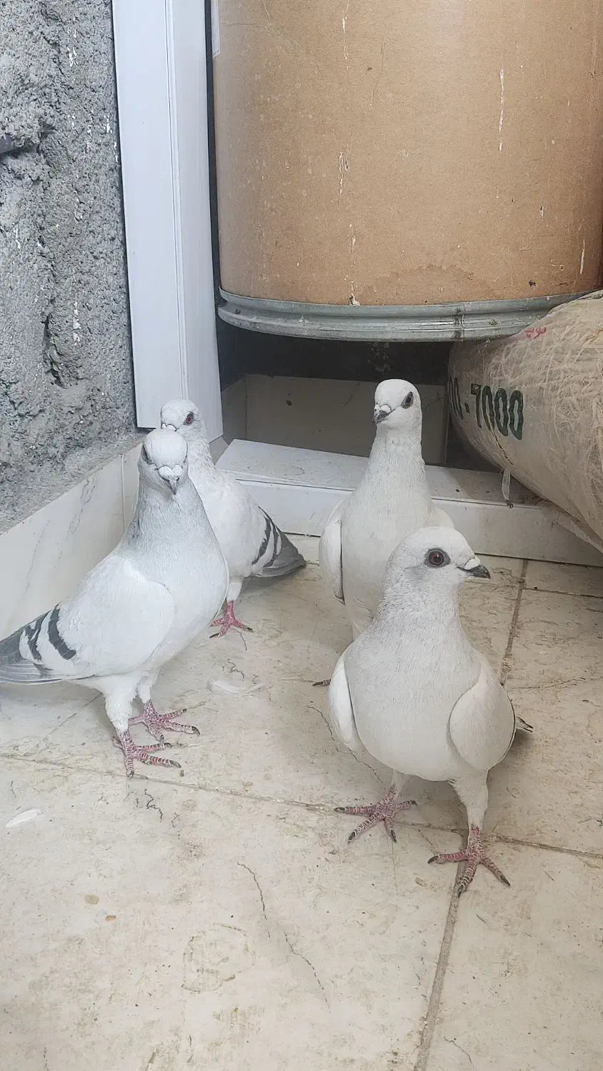 پرنده|پرنده|ایلام, |دیوار