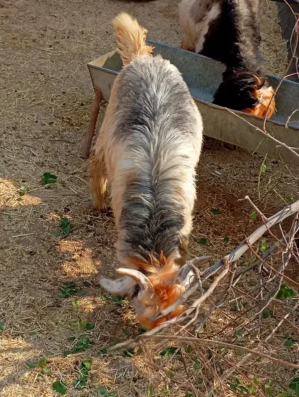 بیگ نرتخمی چاق|حیوانات مزرعه|شوشتر, |دیوار