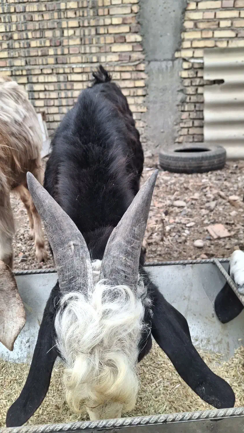 بز پاکستانی از تکه درآمده ودوبزغاله دقلو چاق|حیوانات مزرعه|گنبد کاووس, |دیوار