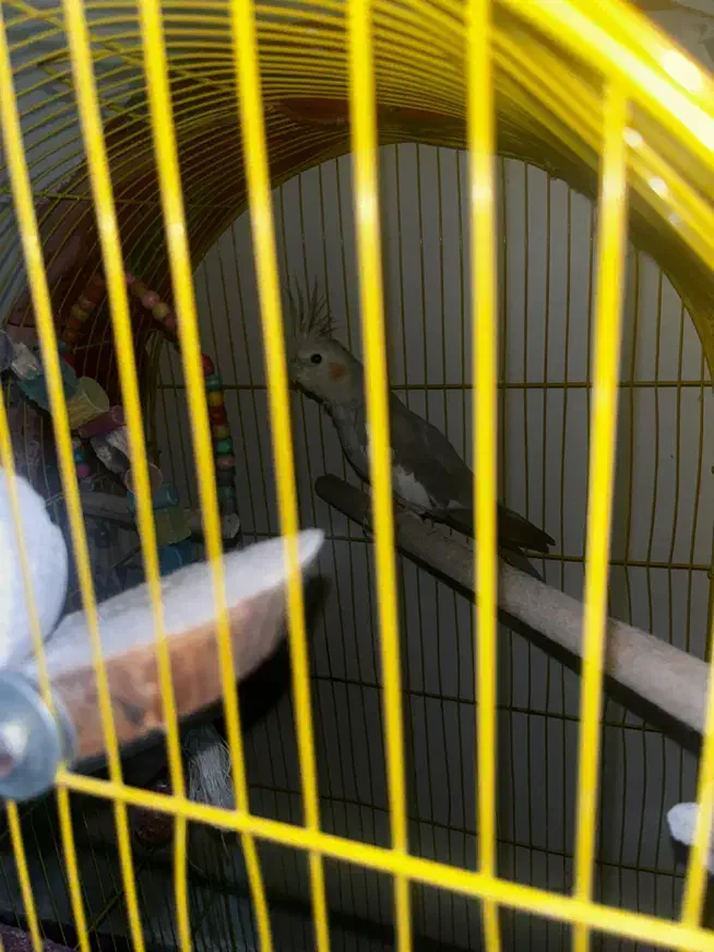 عروس هلندی ماده|پرنده|قدس, شهرقدس|دیوار