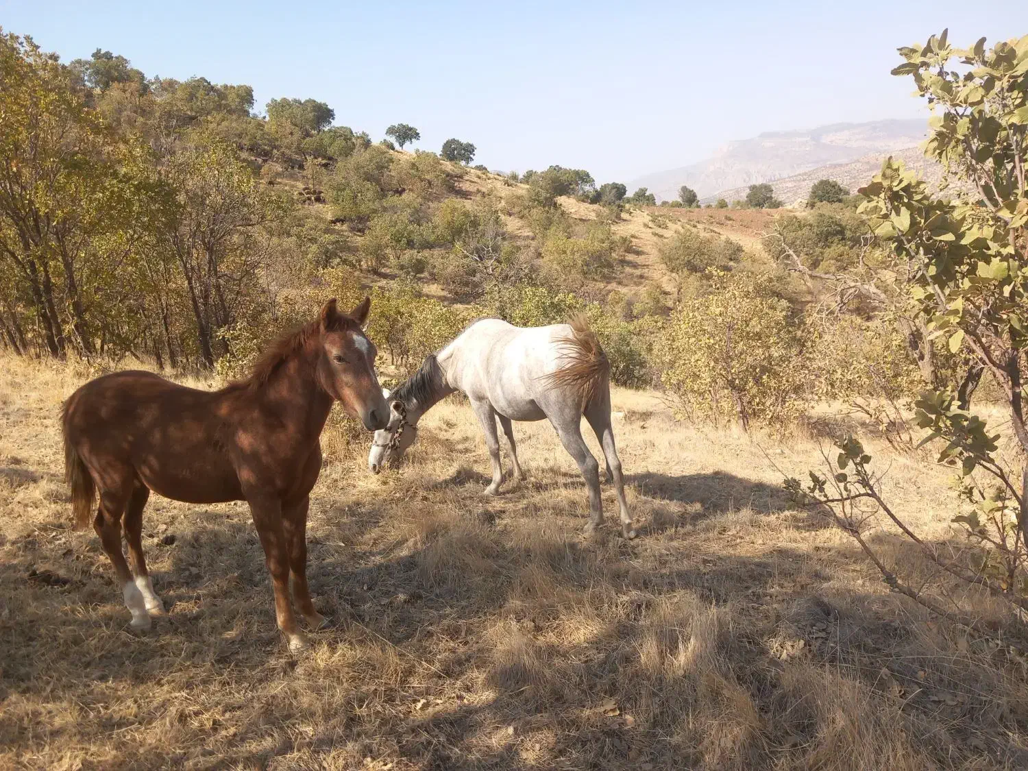 مادیان و کره اسب|اسب و تجهیزات اسب‌سواری|کوهدشت, |دیوار